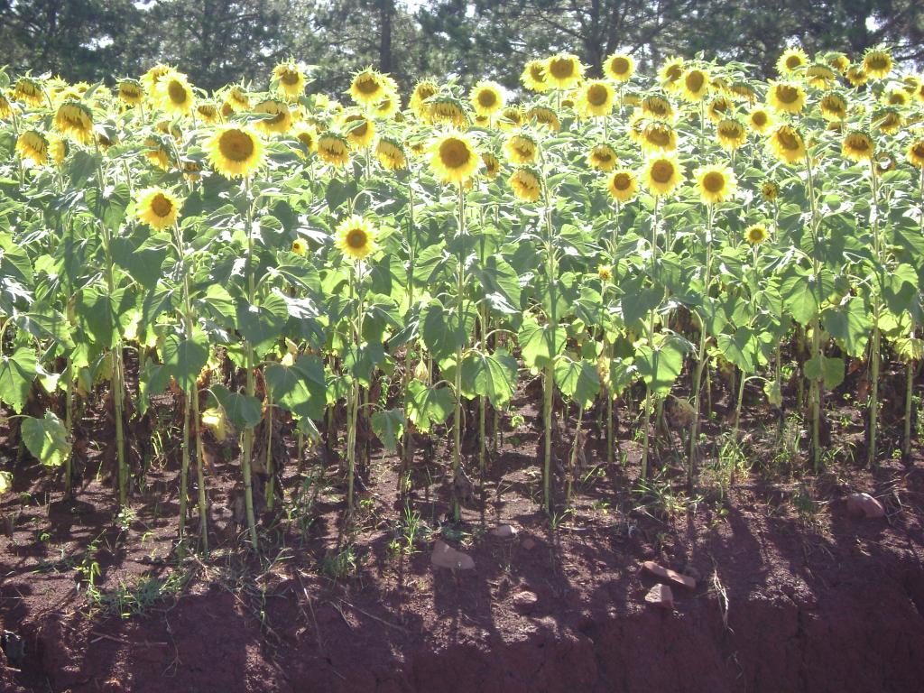 Foto de Jesús (Dpto. Itapua), Paraguay