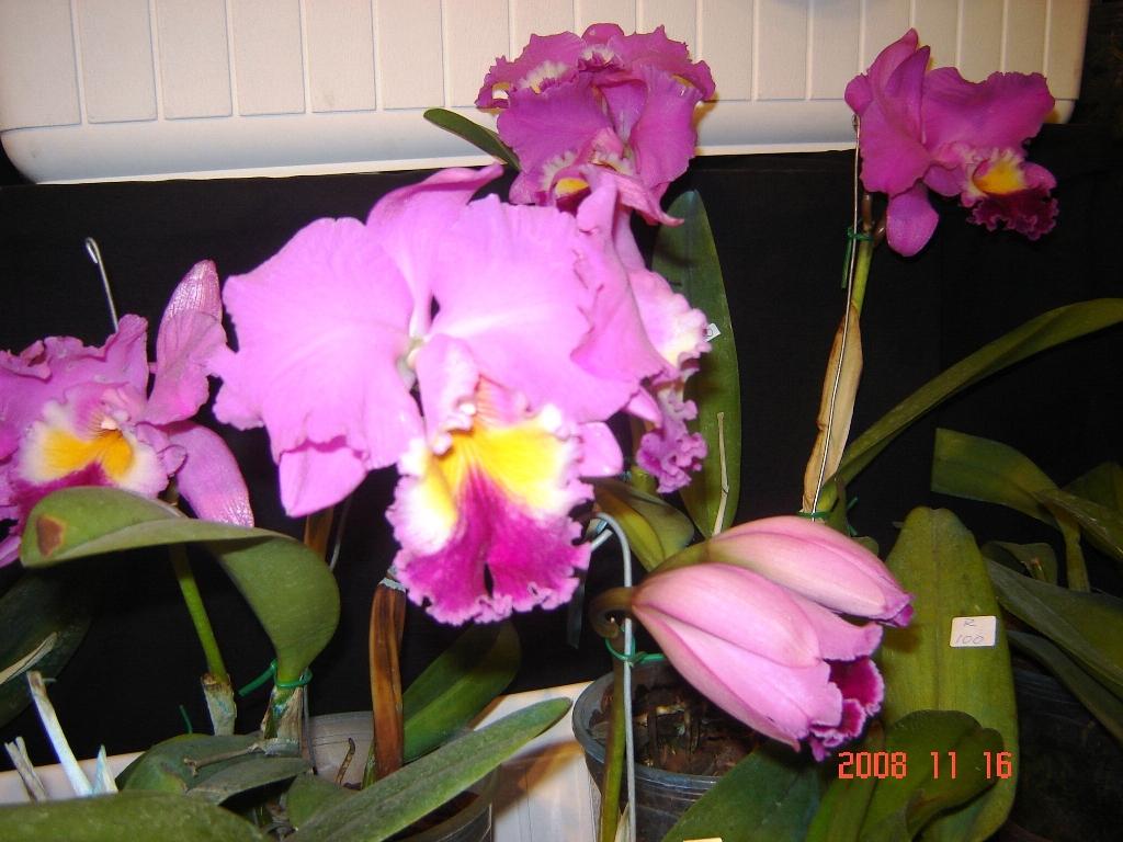 Foto de Ciudad de Buenos Aires, Argentina