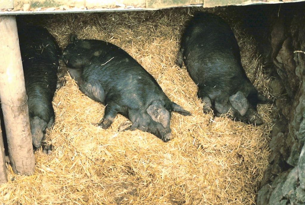 Foto de Esporles (Mallorca) (Illes Balears), España