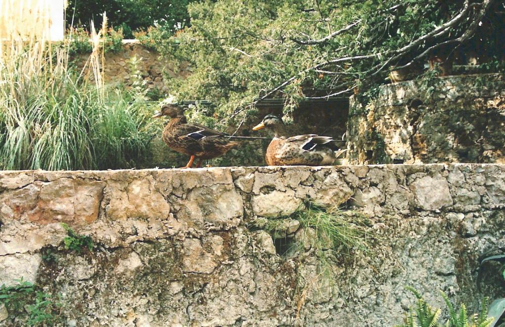 Foto de Esporles (Mallorca) (Illes Balears), España