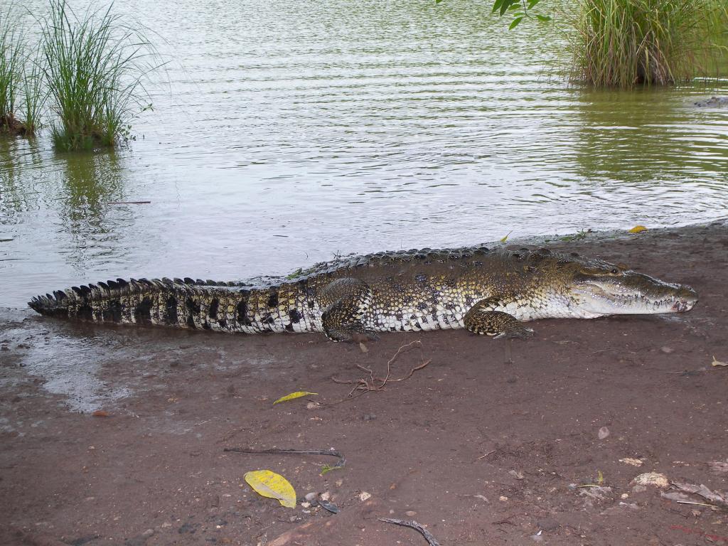 Foto de Tecomán (Colima), México