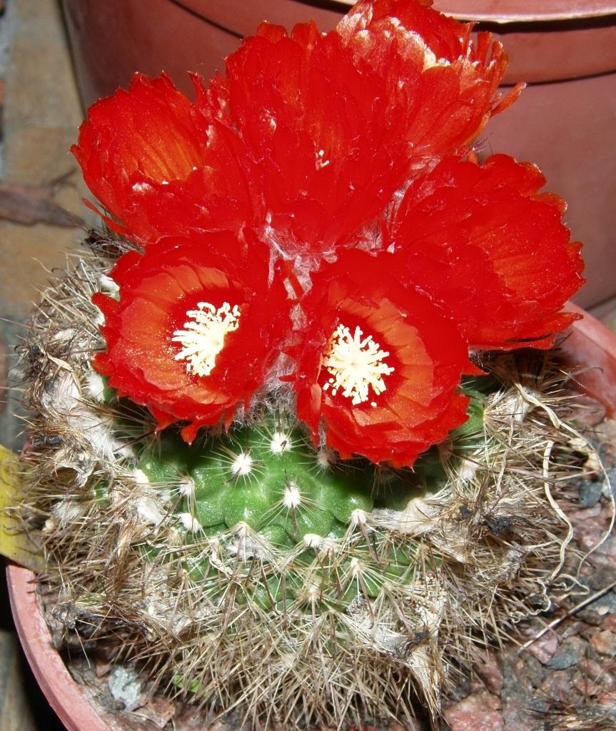 Foto de Buenos Aires, Argentina