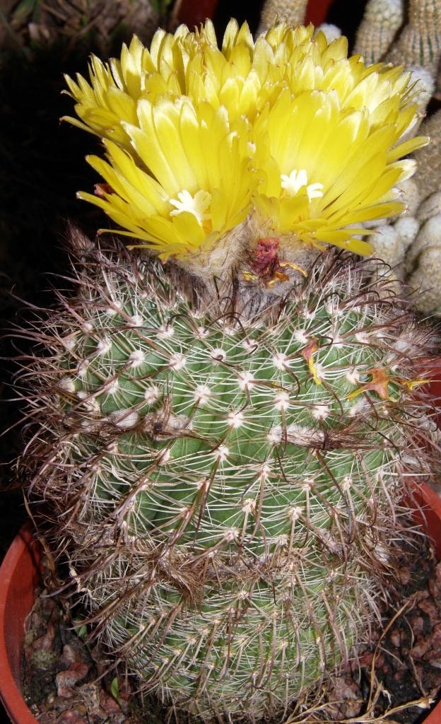 Foto de Buenos Aires, Argentina