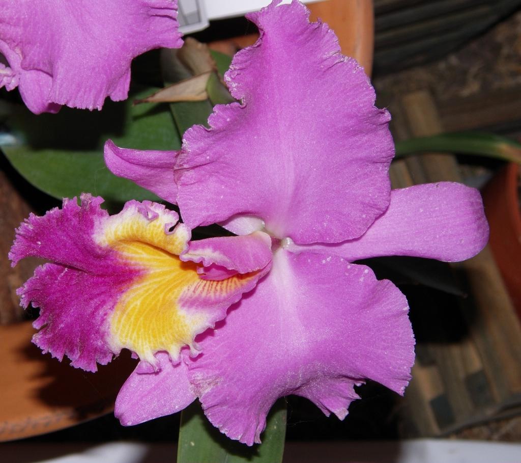 Foto de Buenos Aires, Argentina