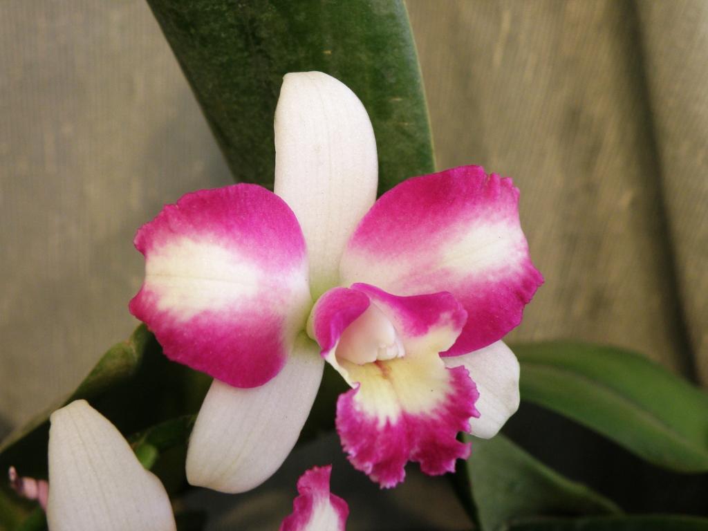 Foto de Buenos Aires, Argentina