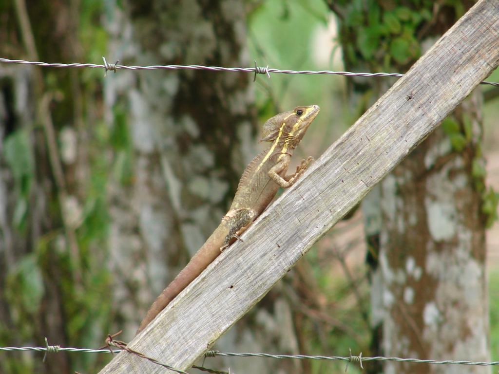 Foto de San Carlos (Alajuela), Costa Rica