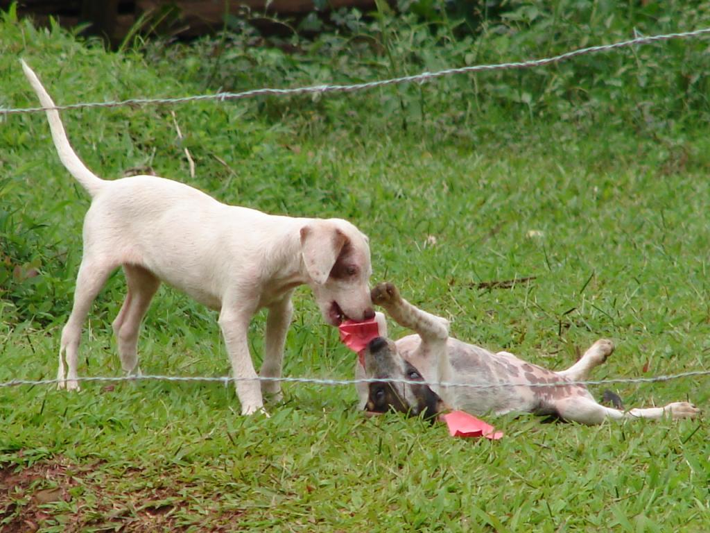 Foto de San Carlos (Alajuela), Costa Rica