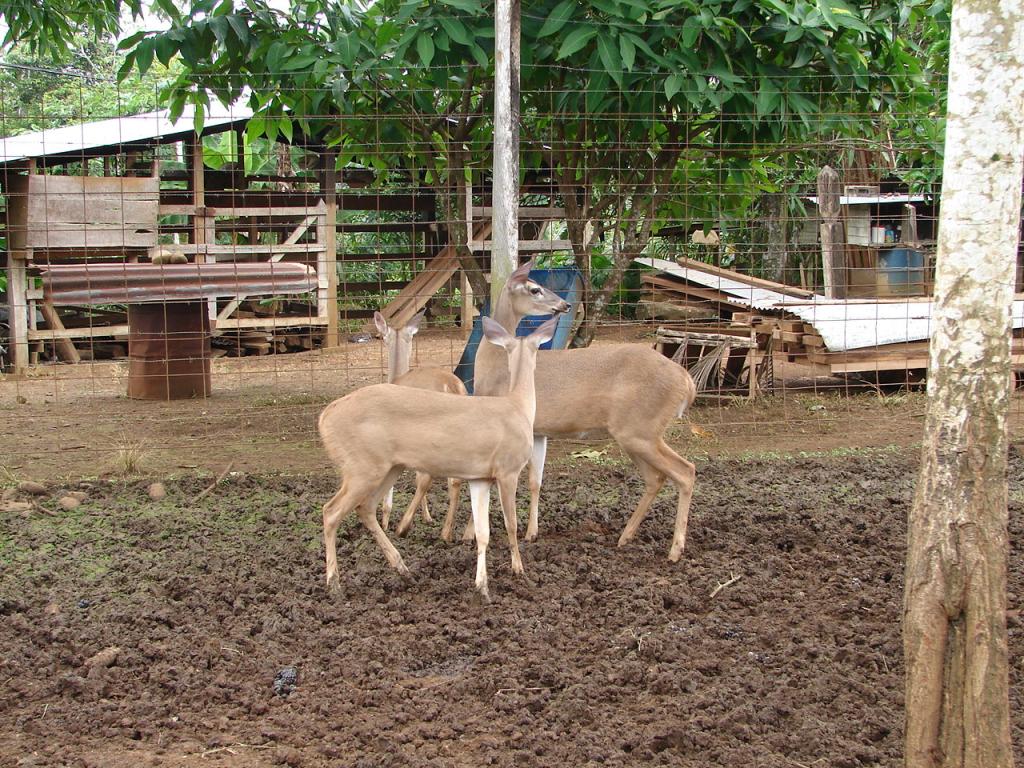Foto de San Carlos (Alajuela), Costa Rica