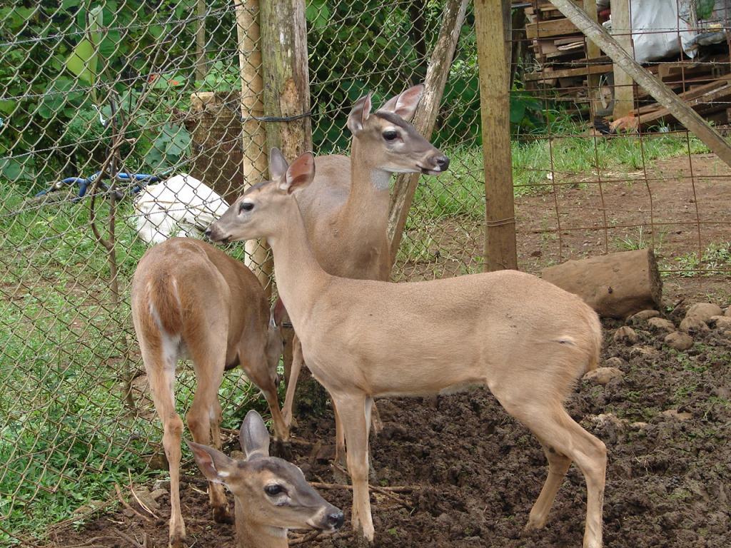 Foto de San Carlos (Alajuela), Costa Rica
