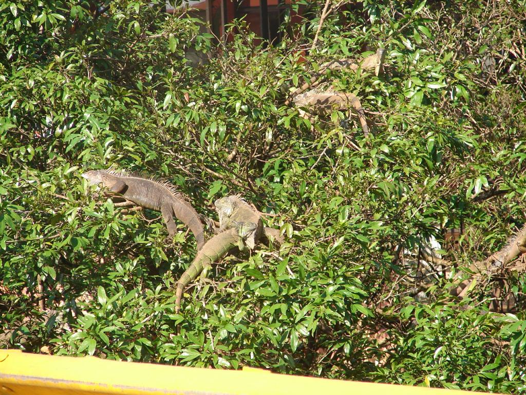 Foto de San Carlos (Alajuela), Costa Rica