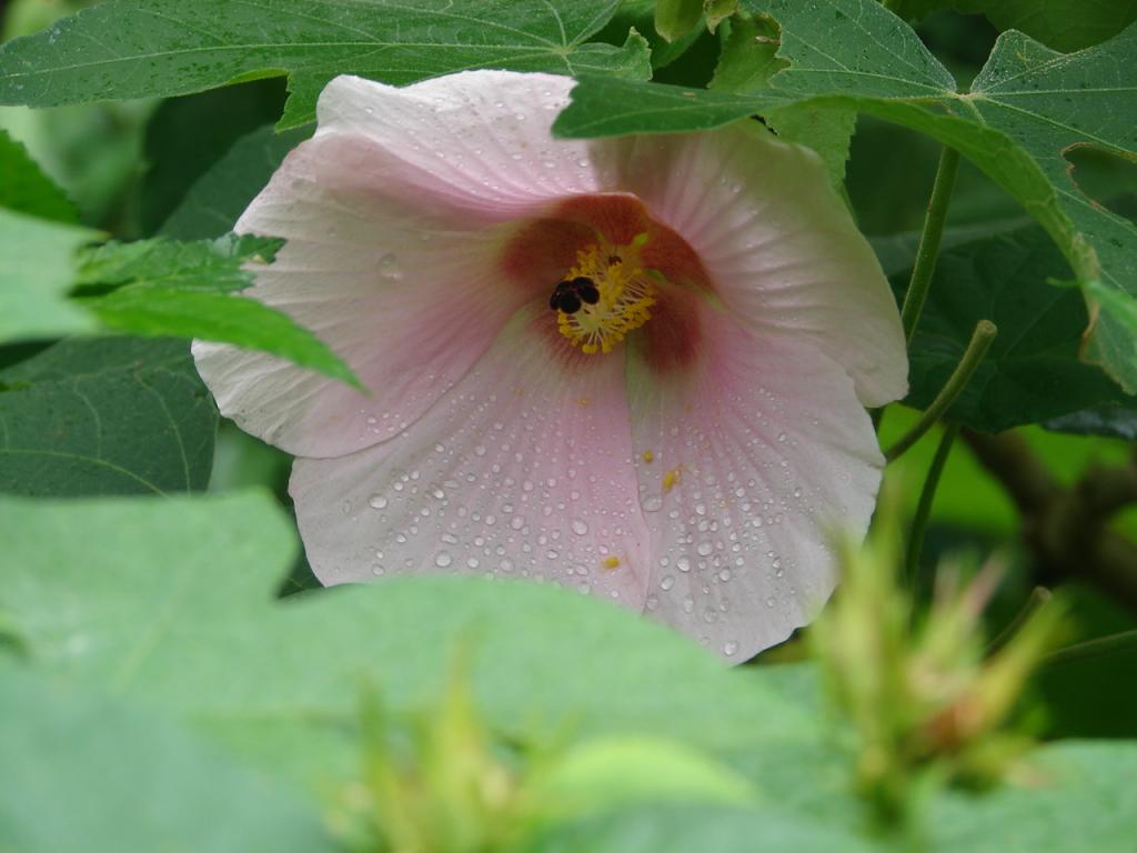 Foto de Tilaran (Guanacaste), Costa Rica