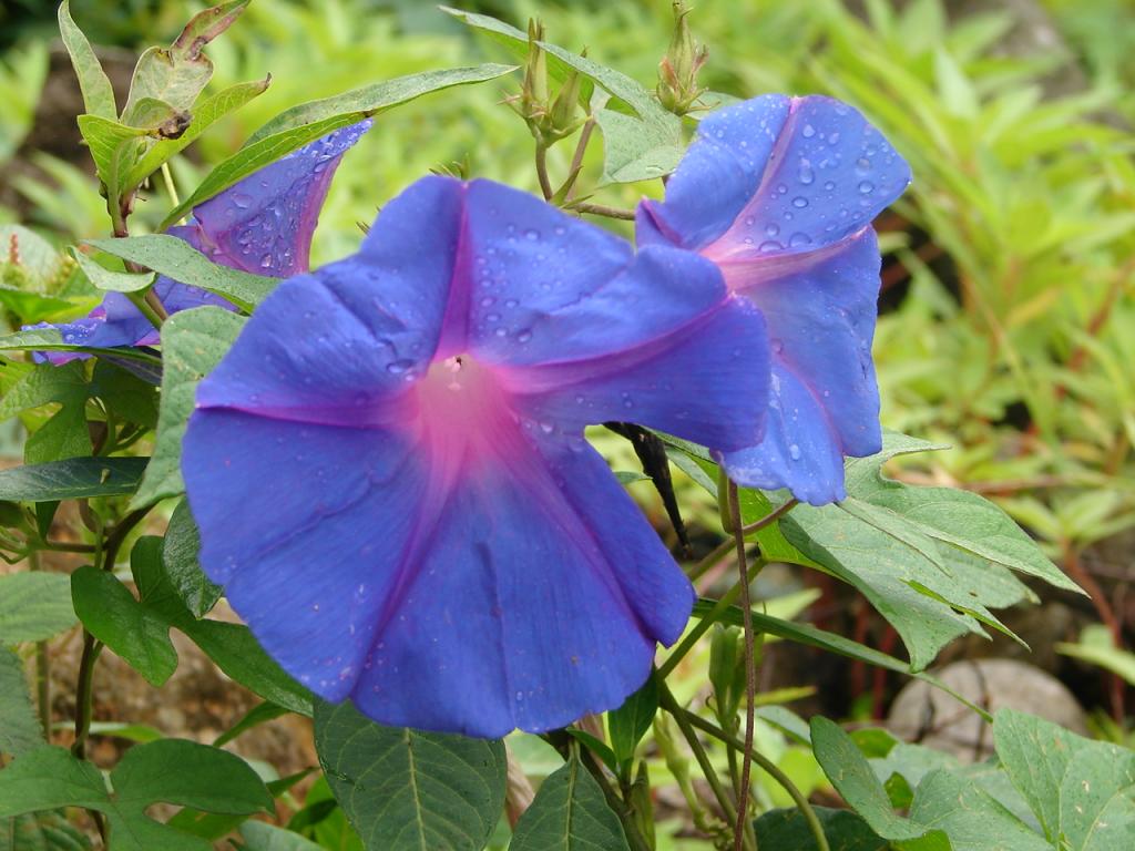 Foto de Tilaran (Guanacaste), Costa Rica