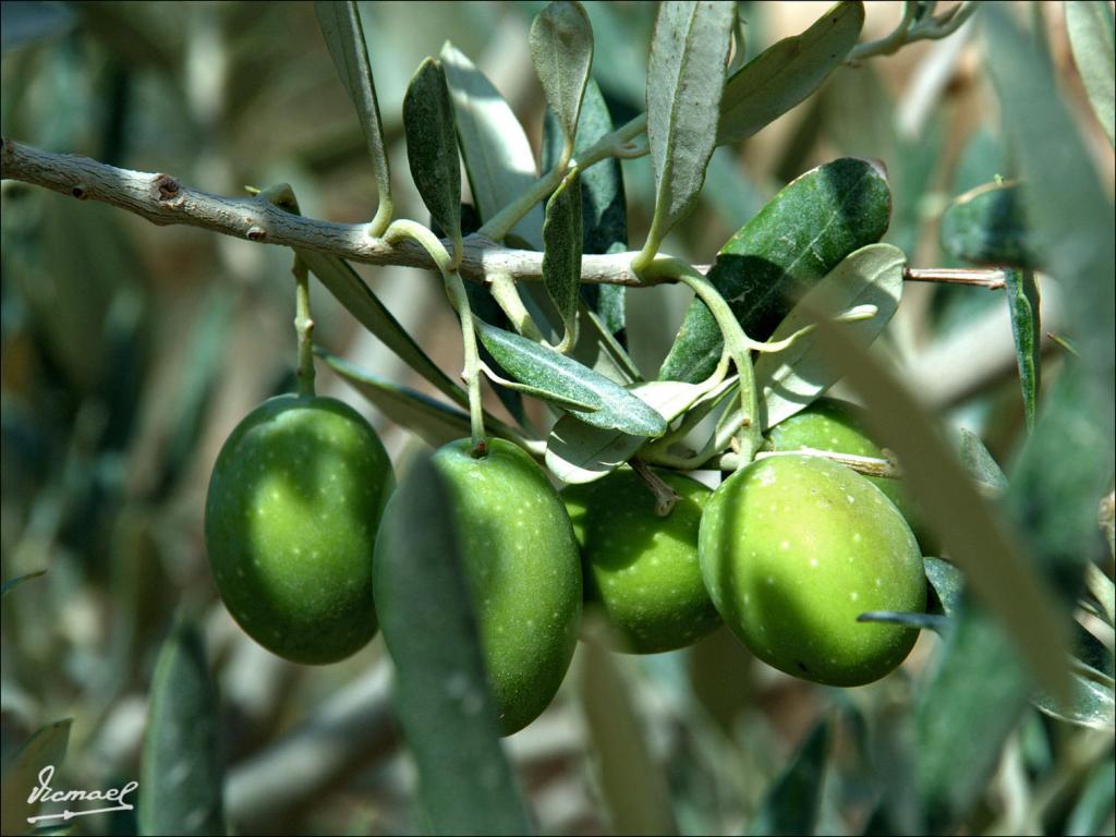 Foto de Monte Nebo, Jordania