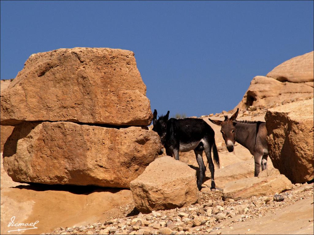 Foto de Petra, Jordania