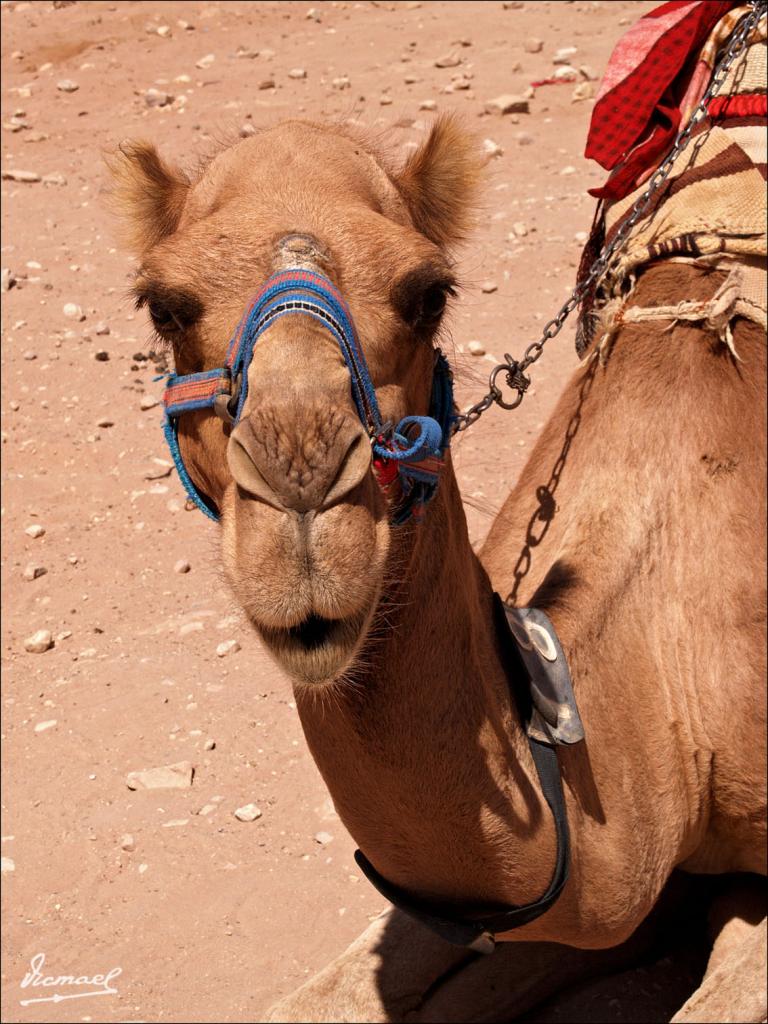 Foto de Petra, Jordania