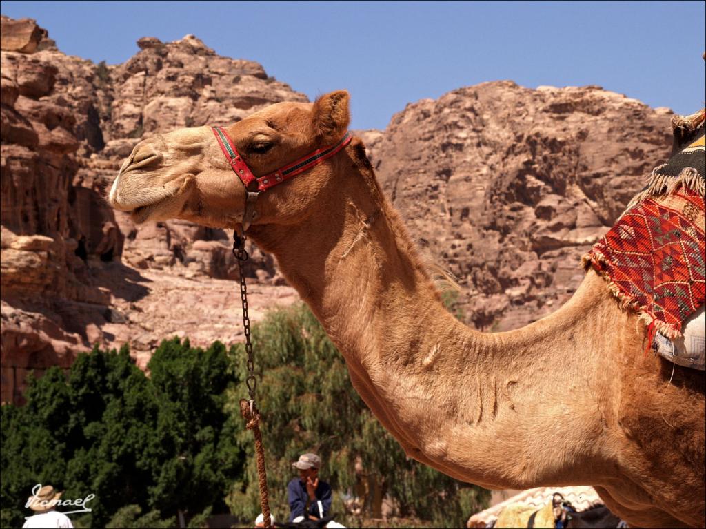 Foto de Petra, Jordania