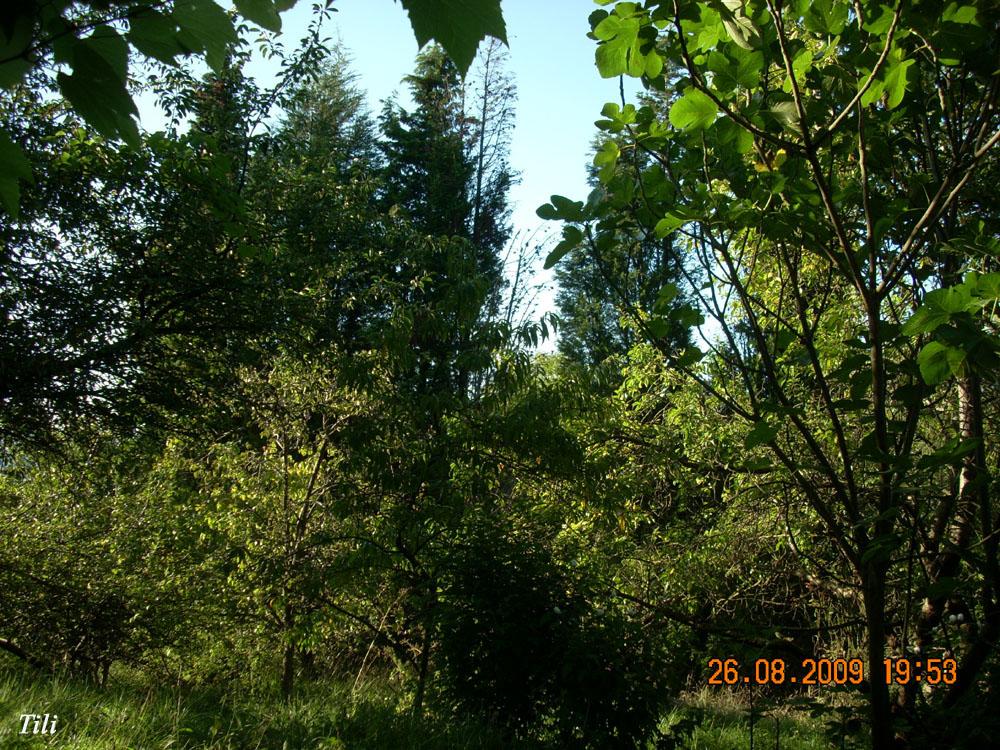 Foto de Figarines (Oviedo) (Asturias), España