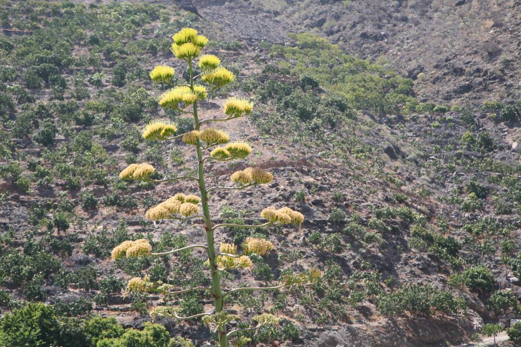 Foto de Barranco de Mogan (Las Palmas), España