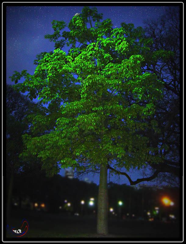 Foto de Caba (Caballito), Argentina