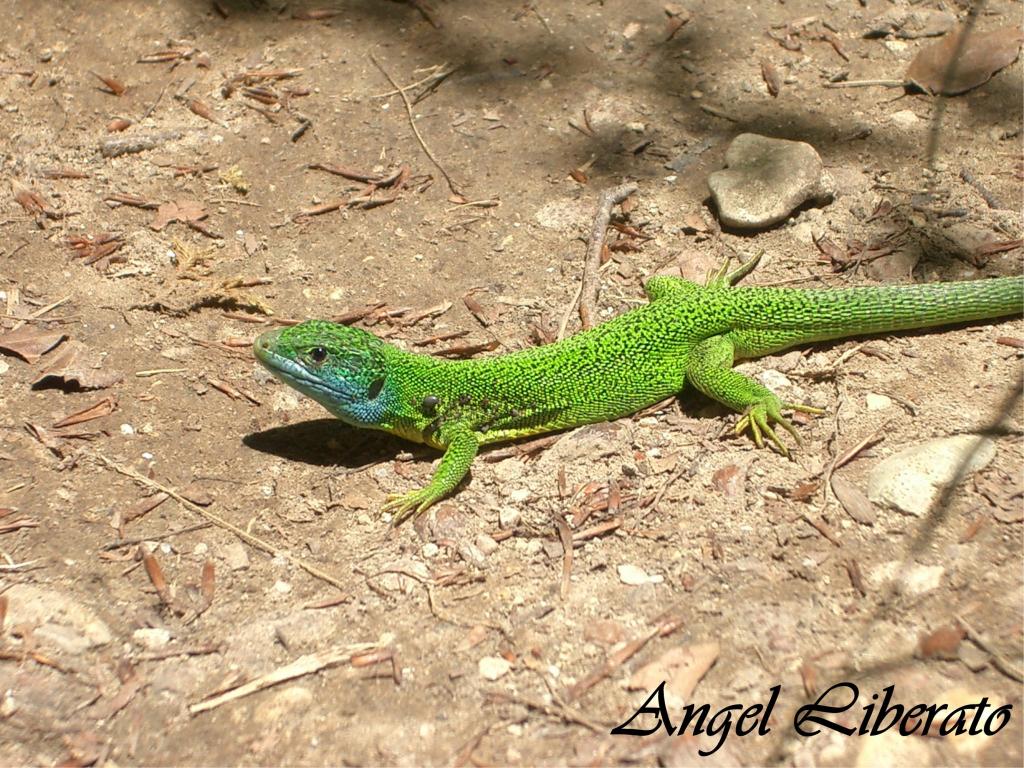 Foto de Baquedano (Navarra), España