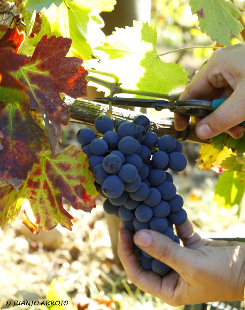 Foto de Cangas del Narcea (Asturias), España