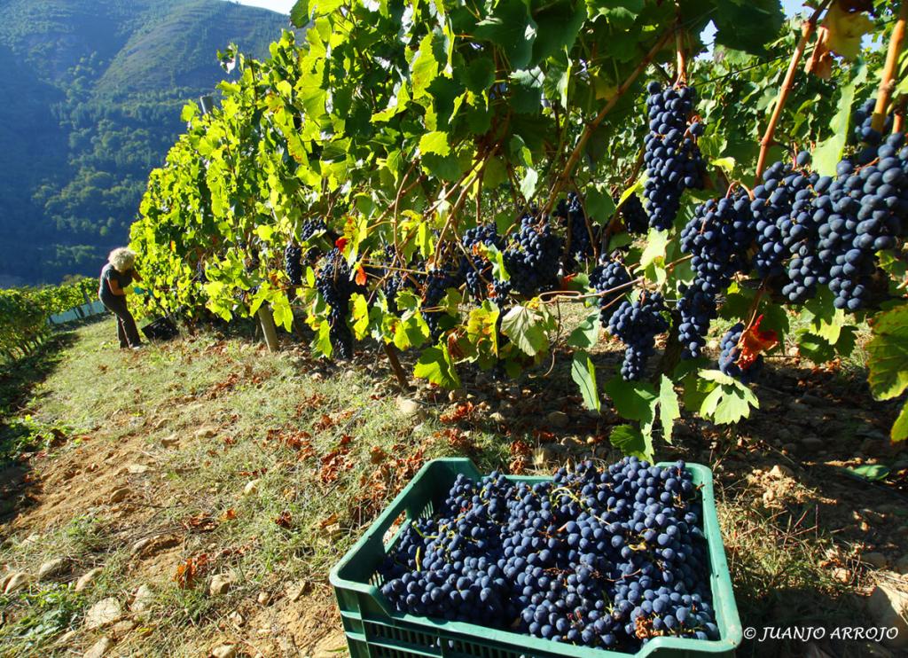 Foto de Cangas del Narcea (Asturias), España