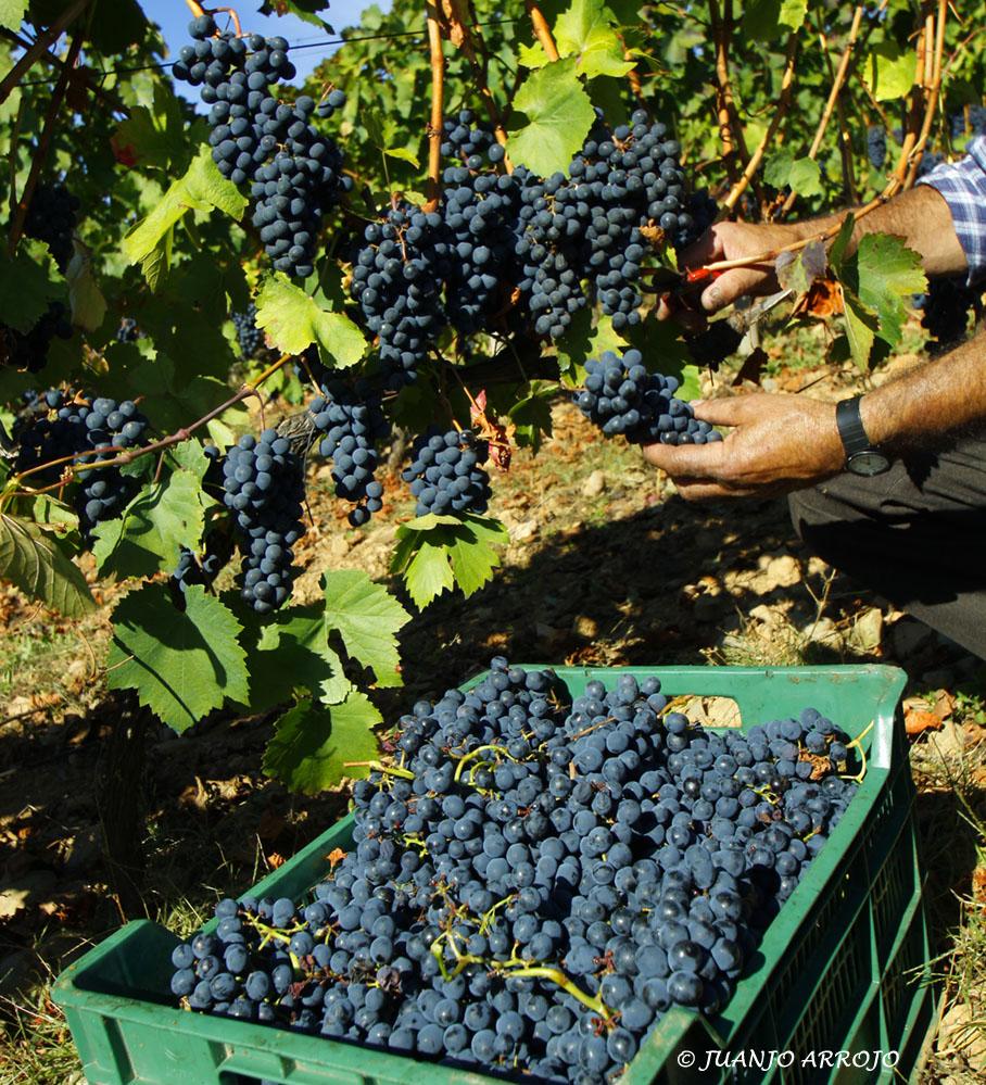 Foto de Cangas del Narcea (Asturias), España