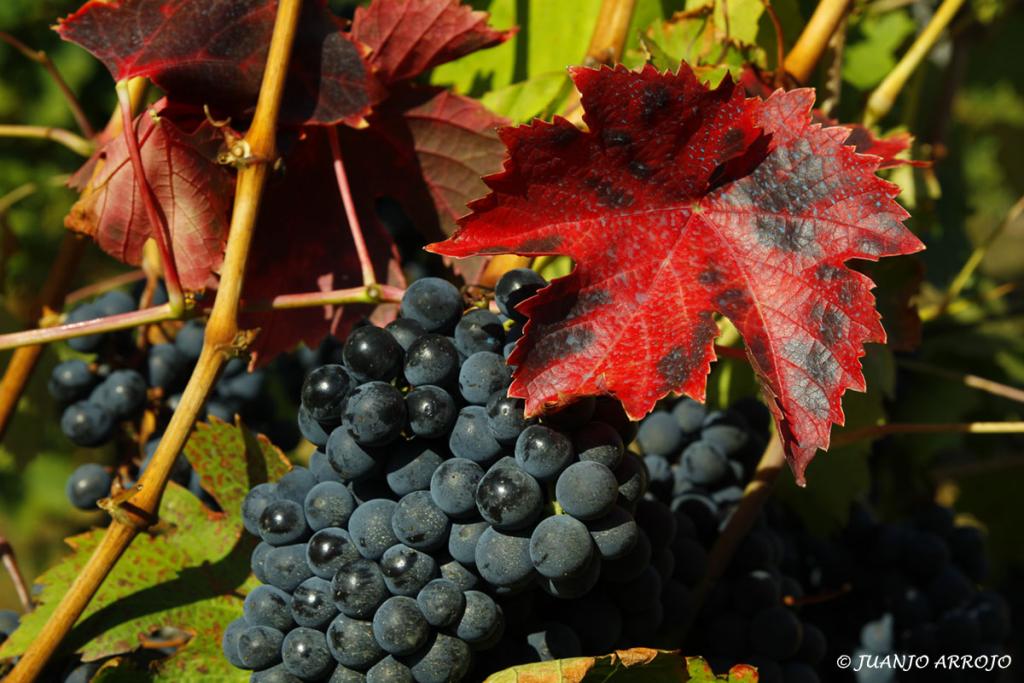 Foto de Cangas del Narcea (Asturias), España