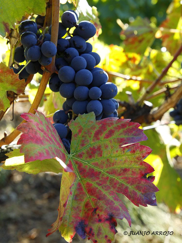 Foto de Cangas del Narcea (Asturias), España