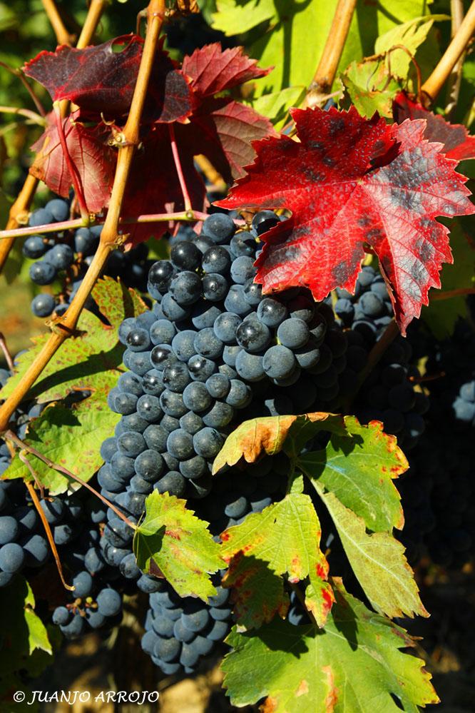 Foto de Cangas del Narcea (Asturias), España