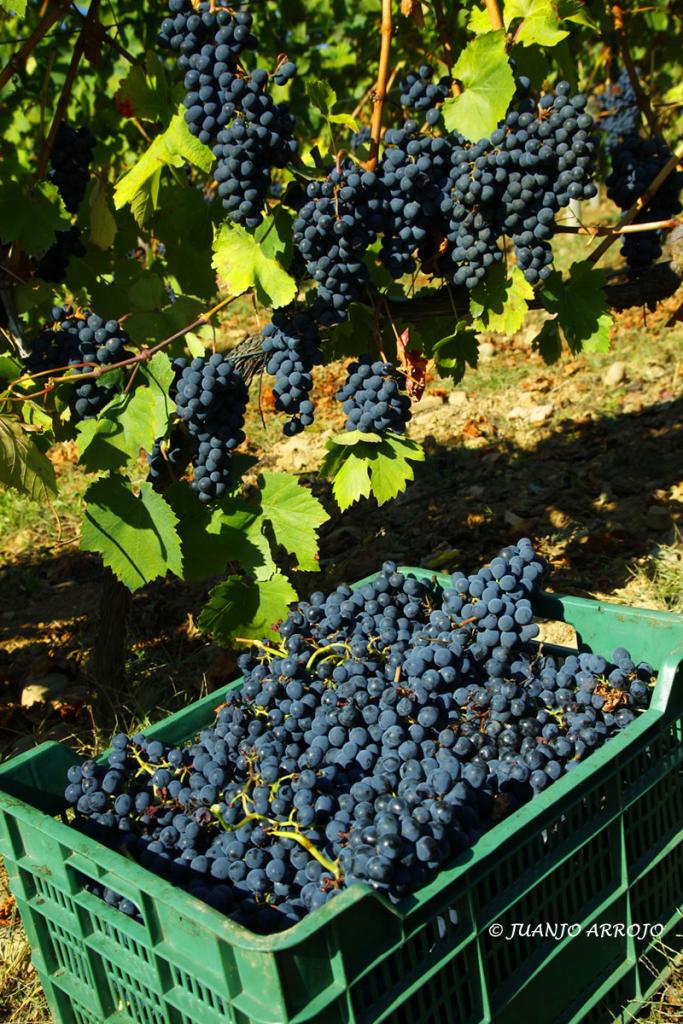 Foto de Cangas del Narcea (Asturias), España