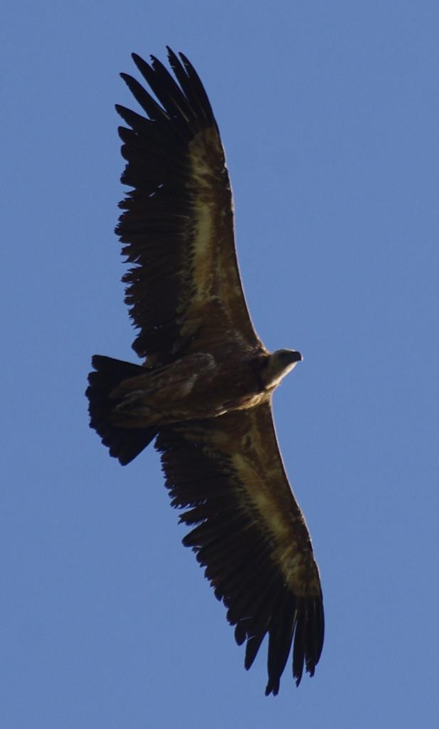Foto de Cazorla (Jaén), España