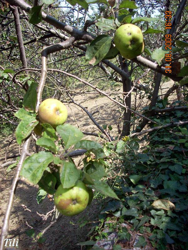 Foto de Figarines (Oviedo) (Asturias), España