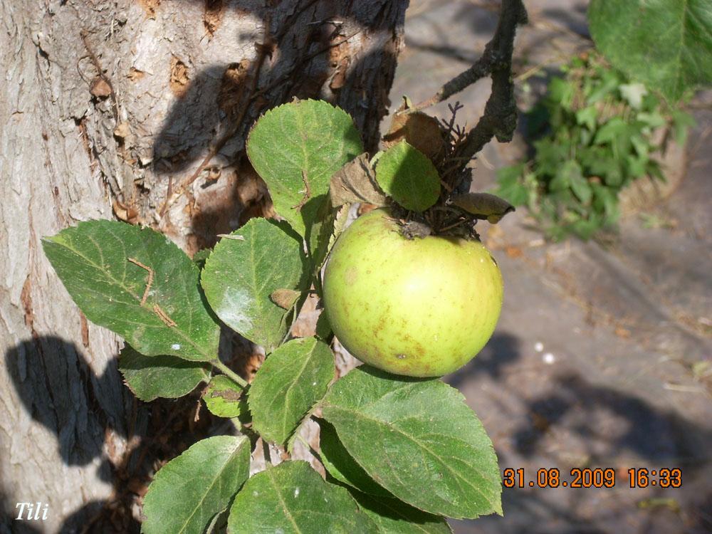 Foto de Figarines (Oviedo) (Asturias), España