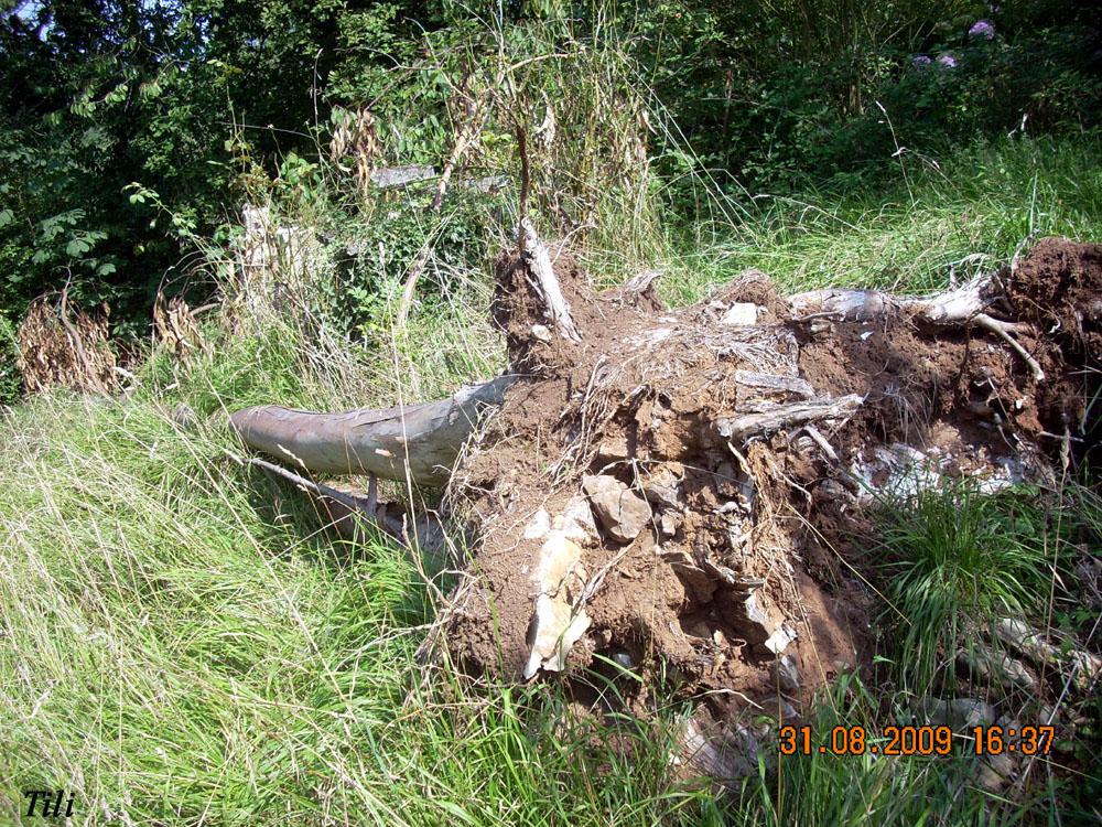 Foto de Figarines (Oviedo) (Asturias), España