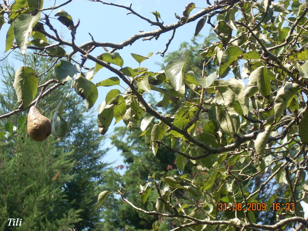 Foto de Figarines (Oviedo) (Asturias), España