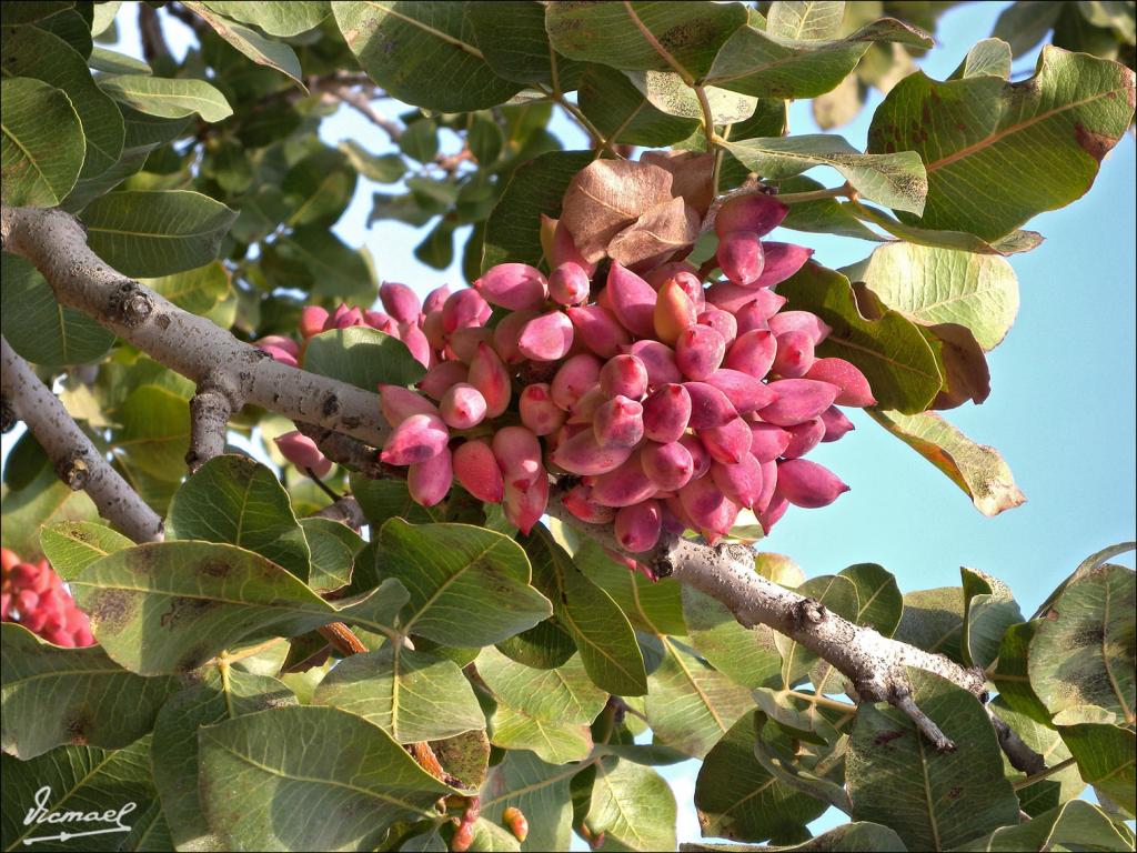 Foto de Alepo, La República Árabe Siria