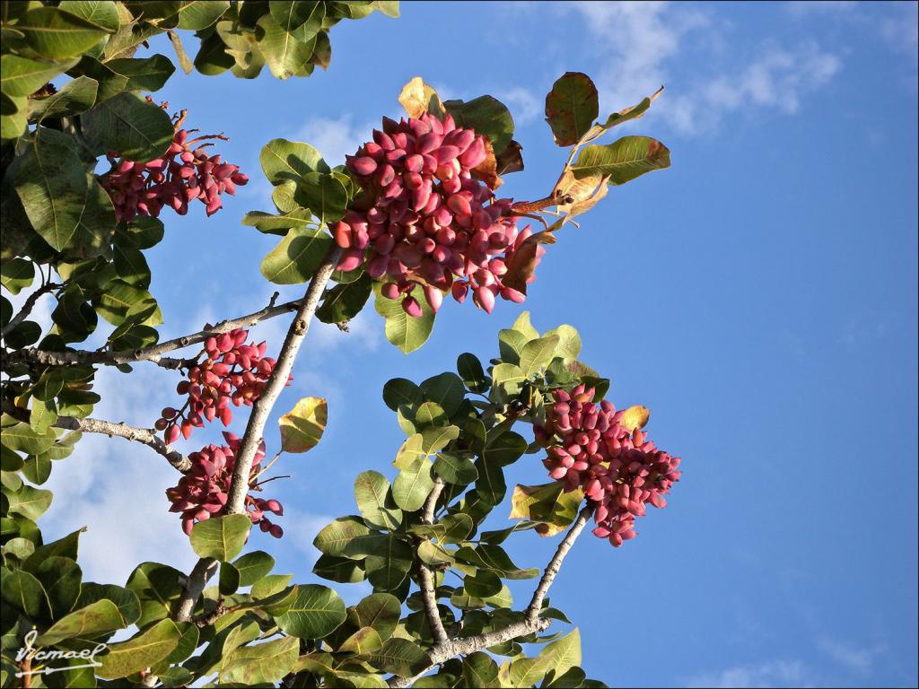 Foto de Alepo, La República Árabe Siria