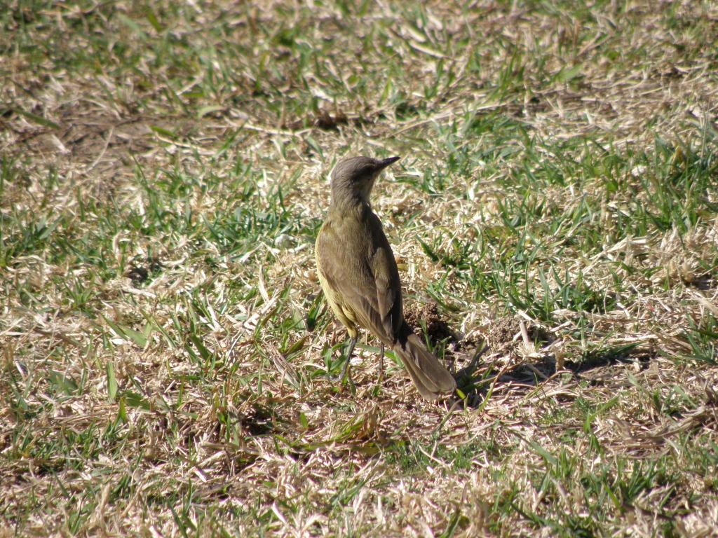 Foto de Olivos (Buenos Aires), Argentina