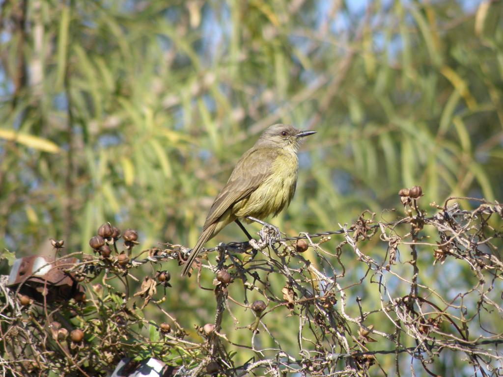 Foto de Olivos (Buenos Aires), Argentina