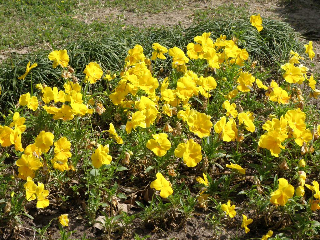 Foto de Tigre (Buenos Aires), Argentina