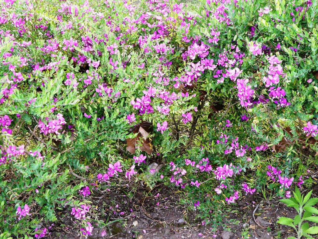 Foto de Tigre (Buenos Aires), Argentina