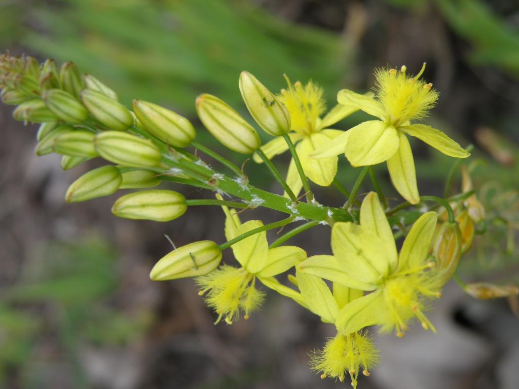 Foto de Tigre (Buenos Aires), Argentina