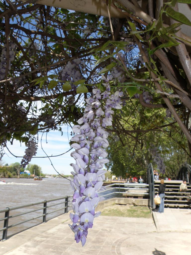 Foto de Tigre (Buenos Aires), Argentina