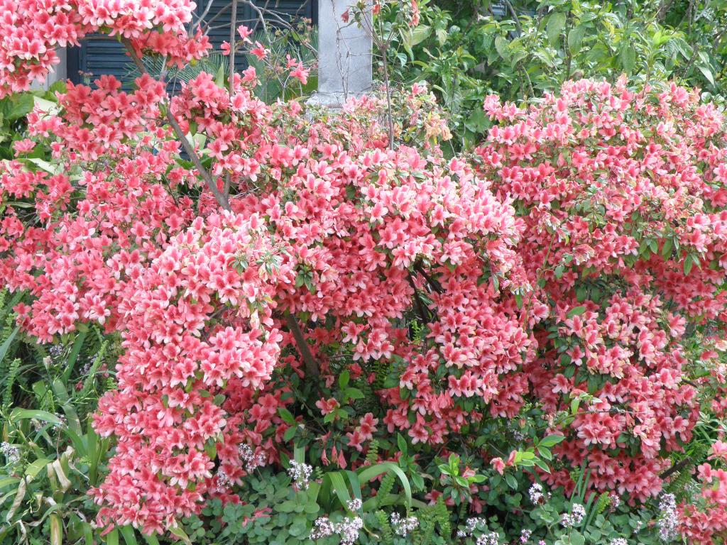 Foto de Tigre (Buenos Aires), Argentina