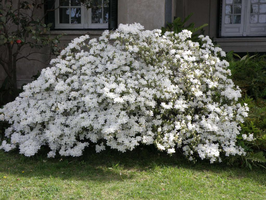 Foto de Tigre (Buenos Aires), Argentina