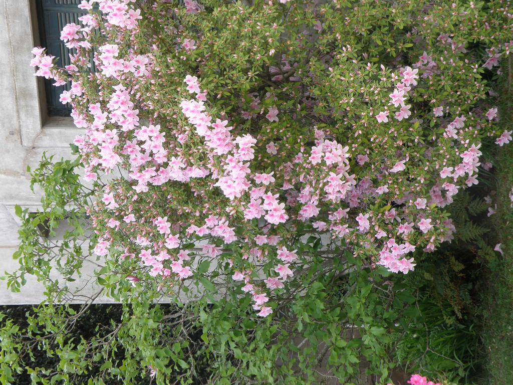 Foto de Tigre (Buenos Aires), Argentina