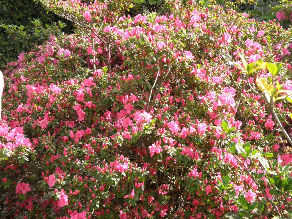 Foto de Tigre (Buenos Aires), Argentina