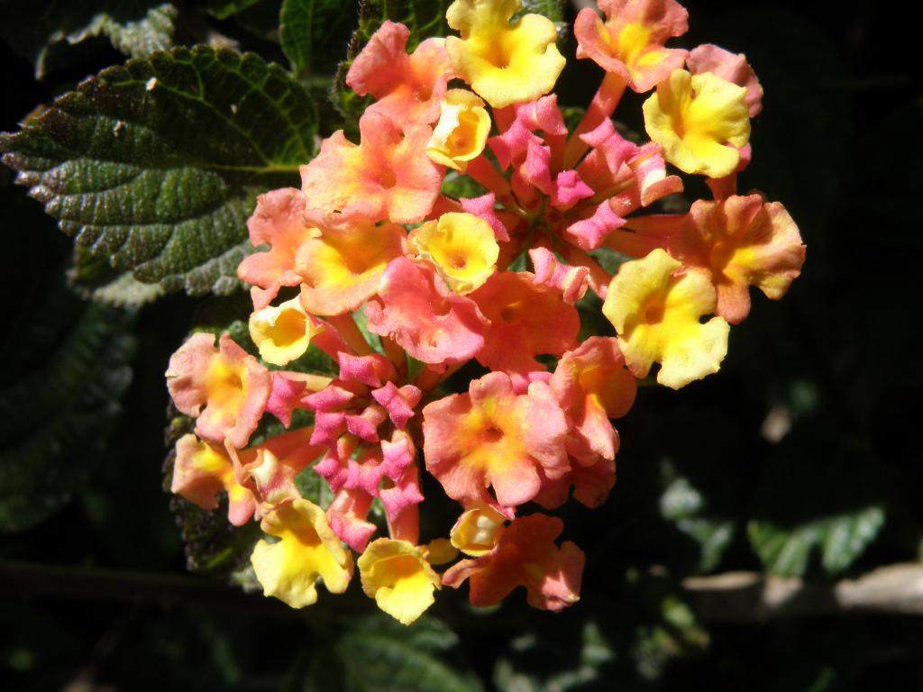 Foto de Tigre (Buenos Aires), Argentina