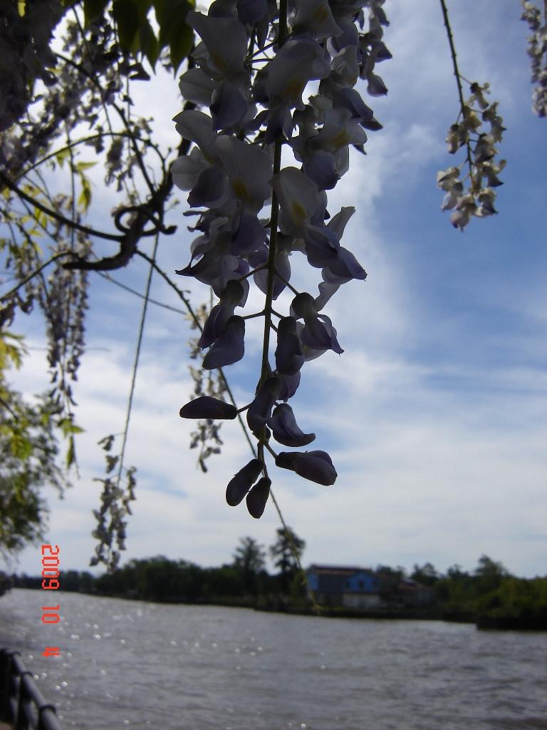 Foto de Tigre (Buenos Aires), Argentina
